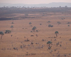 Savanna in Isalo National Park