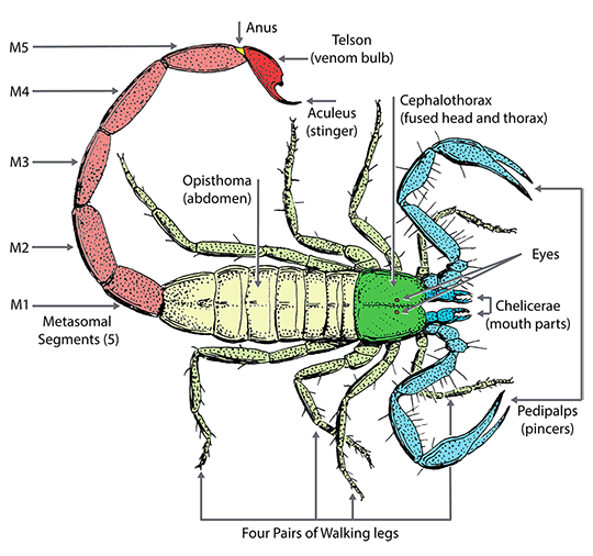 Illustration with the labeled parts of a scorpion