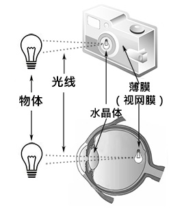 Camera and eye