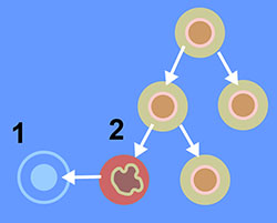 Regulating cancer in cell division