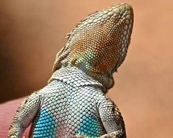 Tree lizard dulap colors