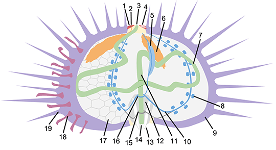 Sea urching anatomy with labels. Illustration by Erinlandry via Wikimedia Commons. Sea Urchin Anatomy
