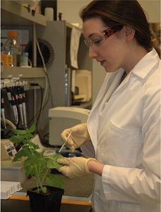 Kathy Larrimore injects bacteria into a tobacco relative.