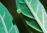 Manduca egg