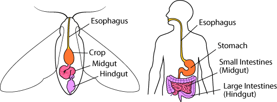Even though we look very different from insects on the outside, parts of the human and insect digestive system are actually very similar. Insect human digestive system comparison