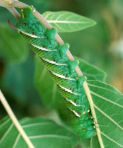 Manduca, photo by
