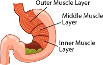 The human stomach has three bands of overlapping muscles, that flex and twist to break down food. human stomach