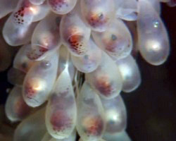 Giant octopus eggs