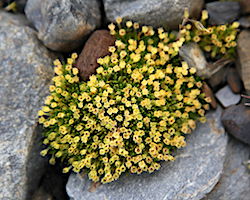 Antarctic Pearlwort