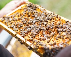 A beekeeper holding a frame from a honeybee hive.