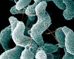 Bad bacteria
