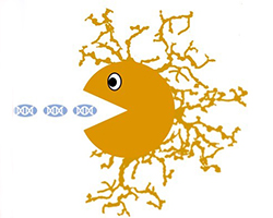 Mircoglia cells are like pacman, eating up debris