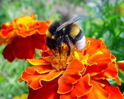 bumblebee on flower