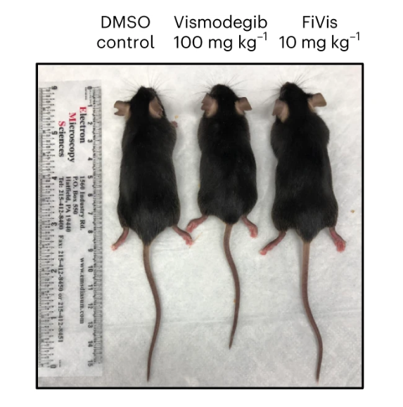 Comparing mouse size after treatment with drugs for brain cancer using a free form of the drug, or a nanoparticle packed form, compared to a control.