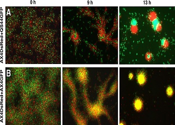 Amoebas segregating
