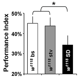 learning performance of flies