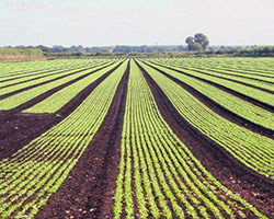 Lettuce crop
