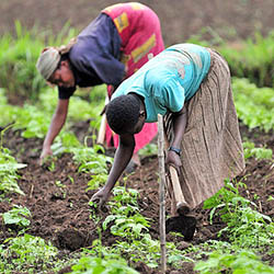 Farming climbing beans in North Kivu