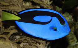 Blue Tang Fish