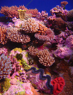 Coral Garden