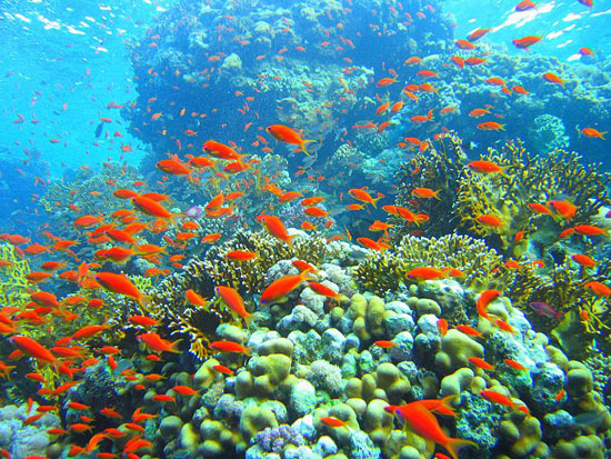 Coral Reef