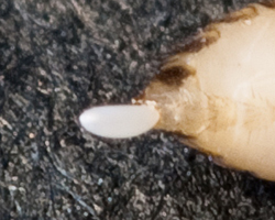 A fruit fly egg being laid