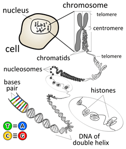Cell DNA expanded