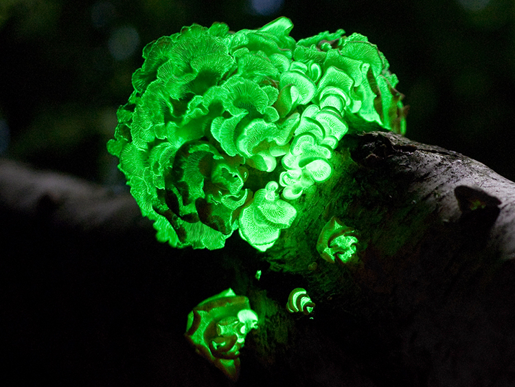 A time lapse photo showing mushrooms on a tree limb and the mushrooms are glowing green