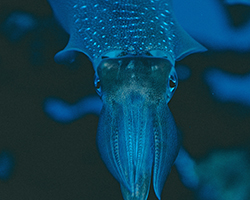 Firefly Squid