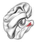 Entorhinal cortex
