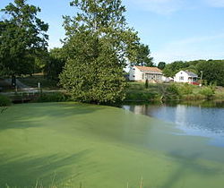 The pictures shows a large lake with a big tree and a house sitting behind it. The lake is half covered in thick algae, and half a shiny shade of blue.