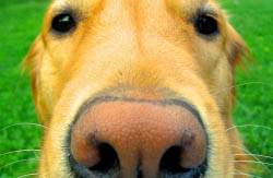 This nose is better at telling people apart than we can with our own eyes. Dog nose