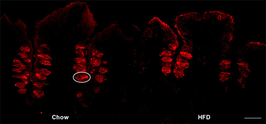 Stained tastebud cells