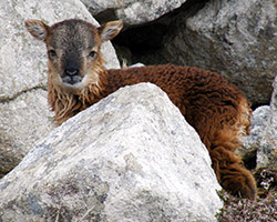 Soay lamb