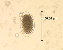 Nematode egg