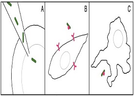 methods of inserting cyanobacteria