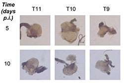 Image showing outcomes from different neurons producing viral proteins even when the viruses are "asleep"