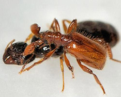 Paussus favieri interacting with Pheidole pallidula