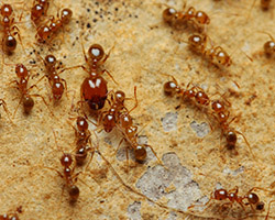 Pheidole pallidula