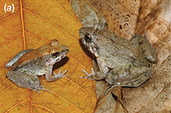 A male and female fanged frog sit on a large brown leaf. The male sits on the left and is about half the size of the female on the right. They are both a similar brown color, and sit facing one another.