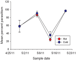 The graph shows the percentage of oak scale larvae living on hot (red) and cold (blue) trees that were infected by parasites, on four different days in the summer.