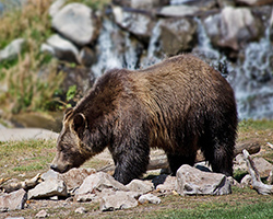 A bear smelling around while looking for food