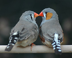 zebra finches beak to beak
