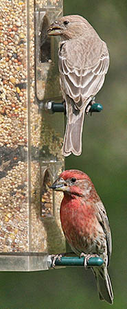 House Finches at a bird feeder