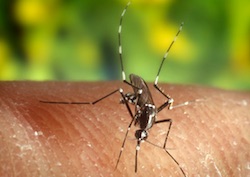 Mosquito