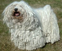 Puli_coat