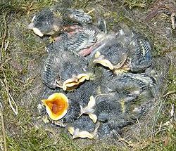 small gray baby birds are sitting together in a nest. There are about 7 of them. The bird in the middle looks up and opens it's bright yellow beak, looking like it is expecting food from it's mother.