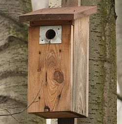a small wooden box is resting on the surface of a spruce tree. The bark of the tree is light gray. The small wooden box has a small hole on the front to allow a small bird to enter the box.