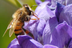 Honey Bee