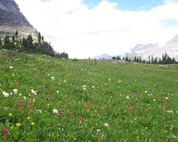 The foreground shows a green field filled with tall grass and wild yellow, white, and pink flowers. The background shows huge gray mountains that are snow-covered. The sky behind the mountains is blue with a single cloud floating overhead.